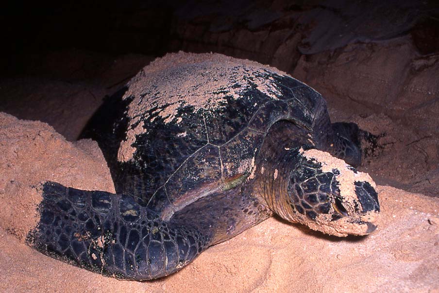 Learn about conservation and feed green sea turtles