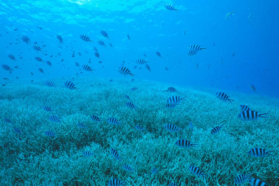 Snorkel through coral at Seihyo Beach and spot humpback whales
