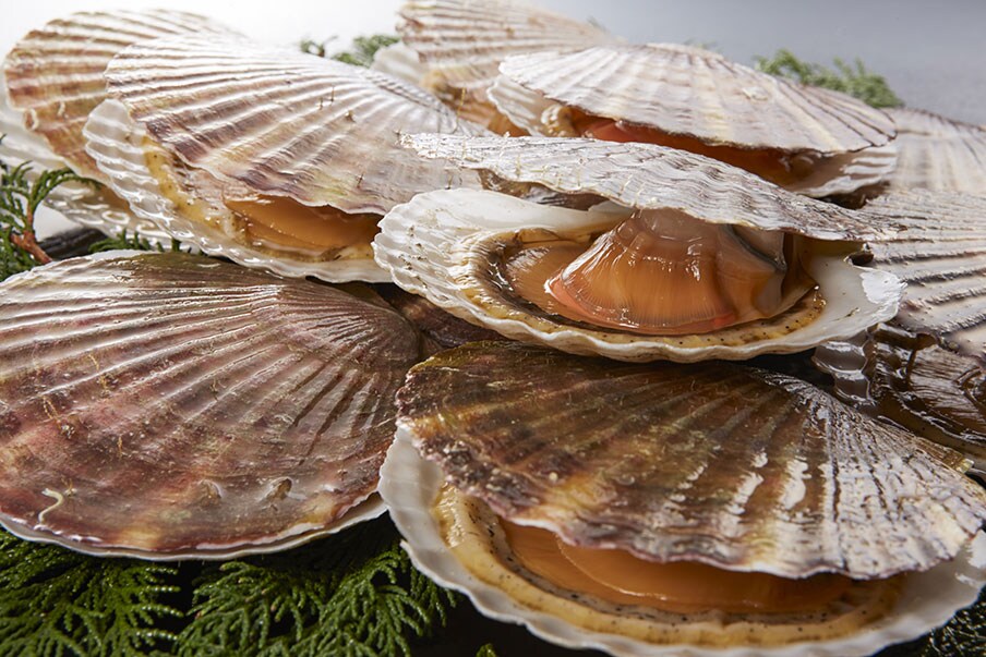 Fresh scallops
