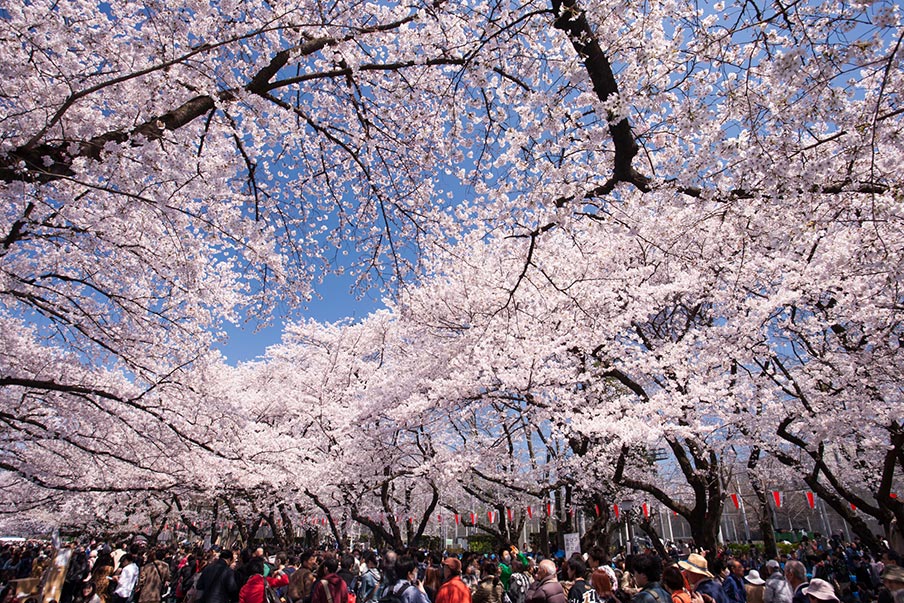 Admire the cherry blossoms in spring