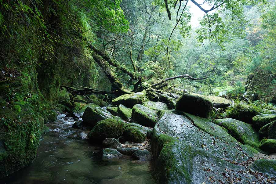 Adventure Travel in Yakushima: Walking the Ancient Forest of the Gods