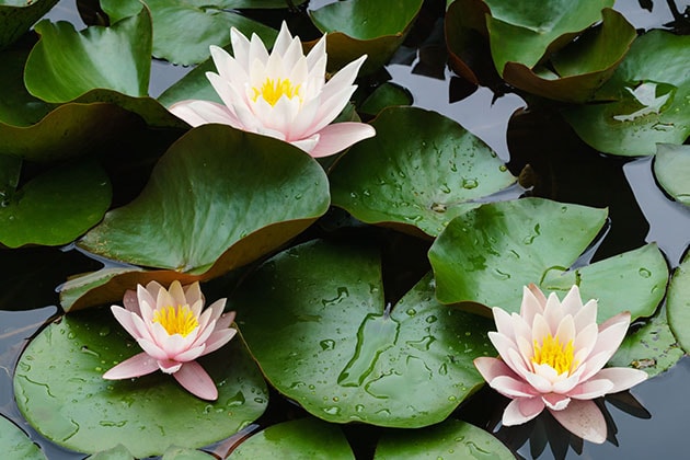 What plants and flowers are commonly found in a Japanese garden?