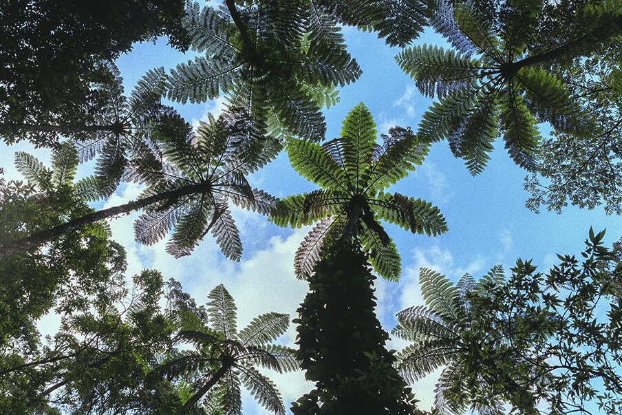 เดินชมหาดทราย ป่าไม้ และธารน้ำตกในเกาะอามามิโอชิมะ