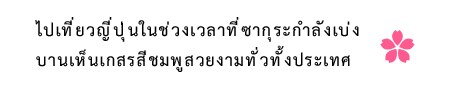 ไปเที่ยวญี่ปุ่นในช่วงเวลาที่ซากุระกำลังเบ่งบานเห็นเกสรสีชมพูสวยงามทั่วทั้งประเทศ