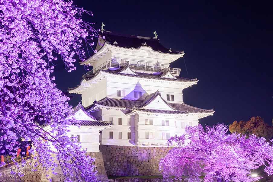 See a spectacle of cherry blossoms at the Odawara Cherry Blossom Festival