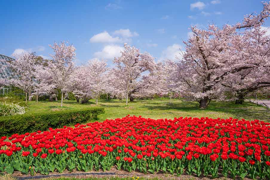 Kyoto Botanical Gardens – Explore a striking conservatory