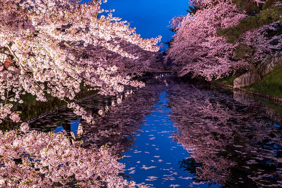 Hirosaki Castle Park – Paddle beneath the cherry blossoms