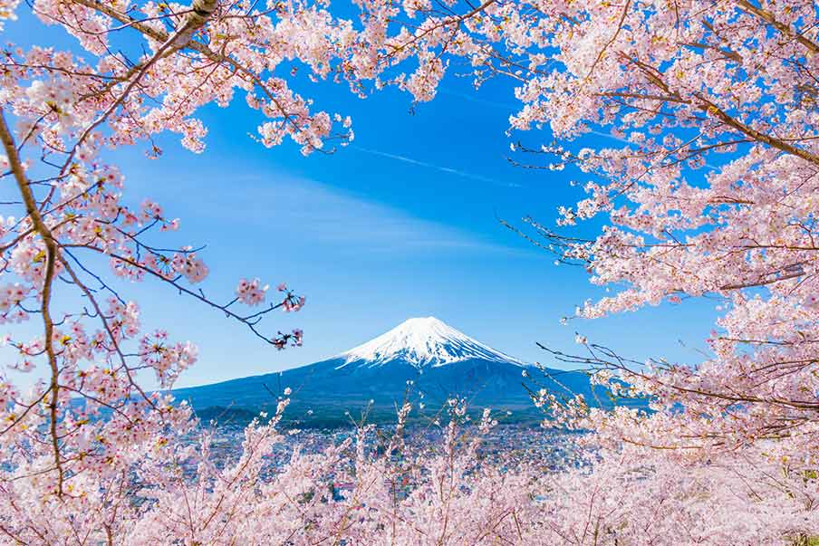 When is cherry blossom season in Japan?