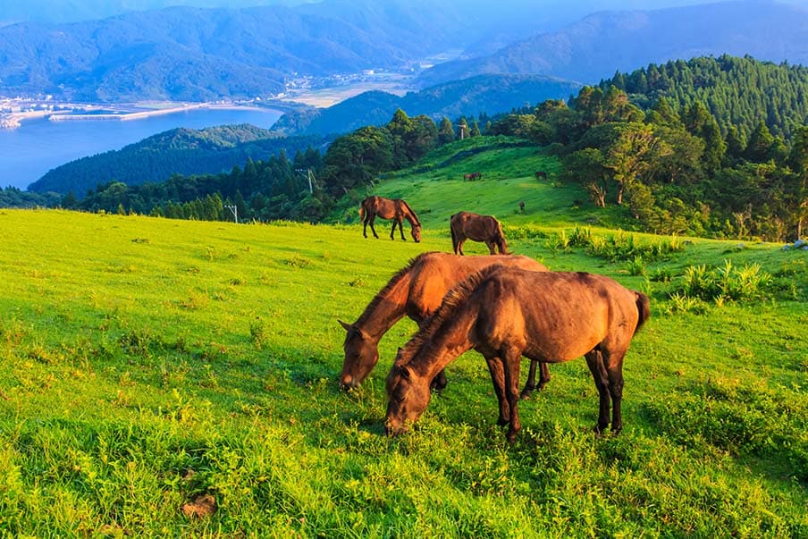 See stunning views of wild horses and rocky coastlines in Cape Toi