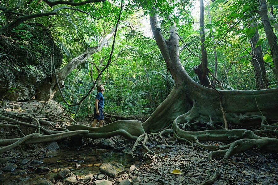 Explore Iriomote Island’s hidden mangrove forests, waterfalls, and rivers