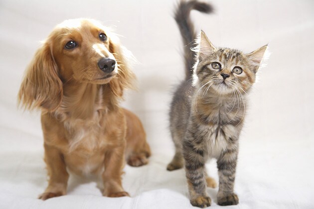 Pet hotels