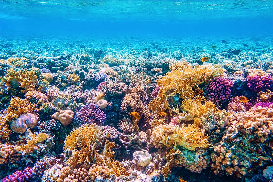 Scuba diving at Nobeoka