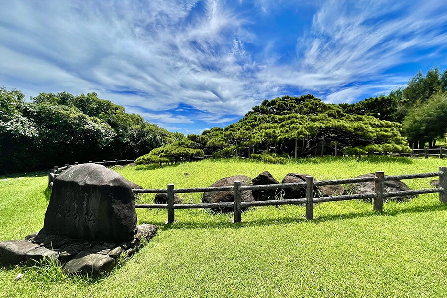 Goeda-no-Matsu (Goeda Pine of Kume)