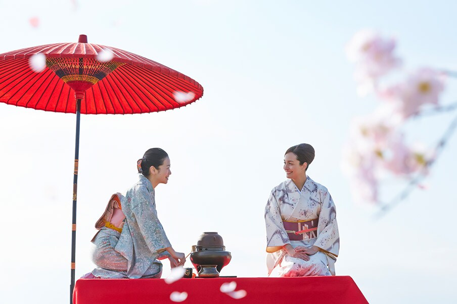 Why are cherry blossoms celebrated in Japan?