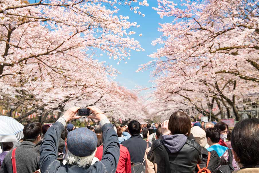 What is a cherry blossom festival?