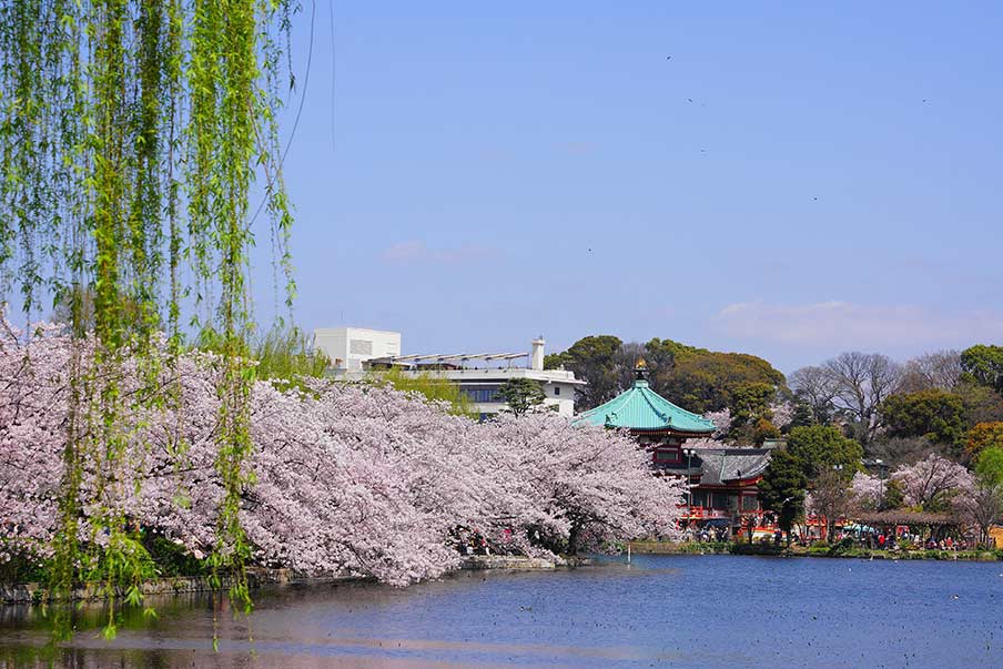 Celebrate cherry blossom season at the Ueno Cherry Blossom Festival