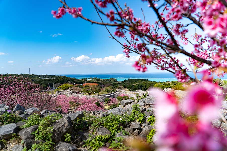 Okinawa – Ngắm hoa anh đào Ryukyu Kanhi-zakura độc đáo của hòn đảo