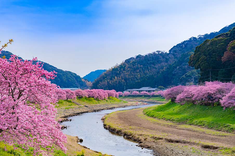 Kawazu – Khám phá hoa anh đào ven biển