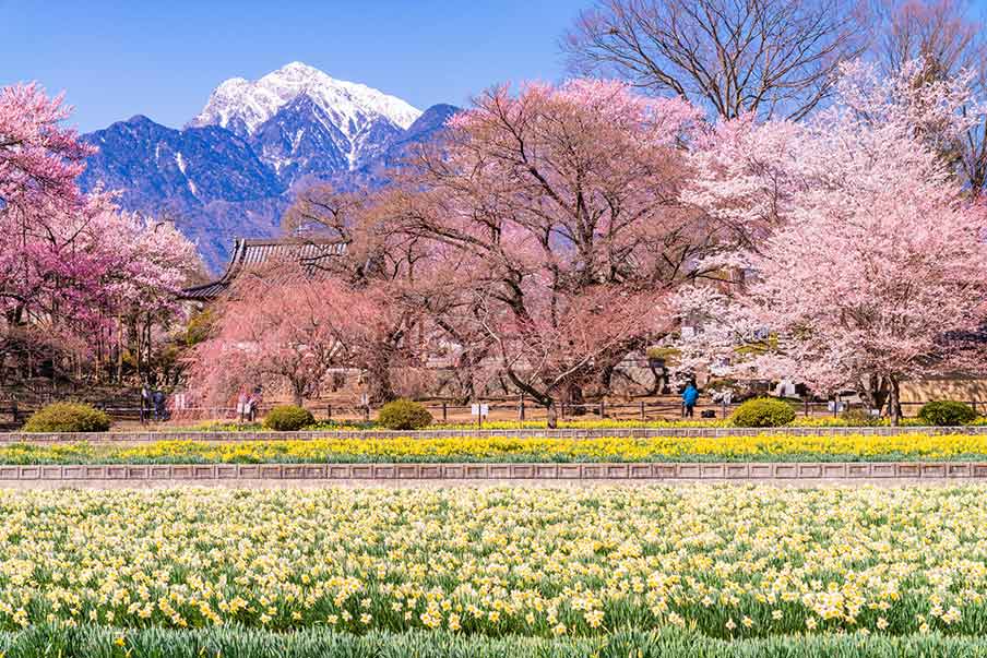 Jindai-Zakura (Thành phố Hokuto, Yamanashi) - một trong những cây anh đào lâu đời nhất